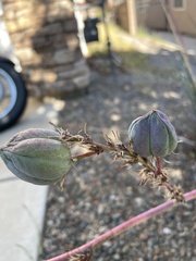 Hesperaloe