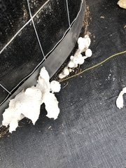 Leucocoprinus cretaceus