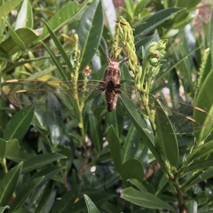 Boyeria vinosa