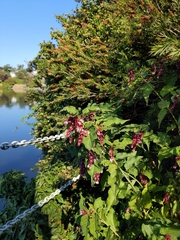 Leycesteria