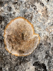Variospora