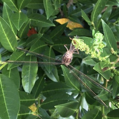 Boyeria vinosa