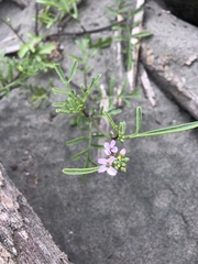 Cakile maritima