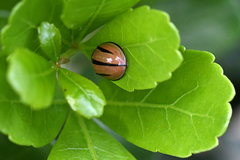 Cheilomenes propinqua