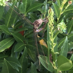 Boyeria vinosa