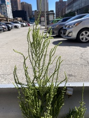 Dysphania ambrosioides