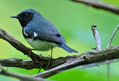 Setophaga caerulescens