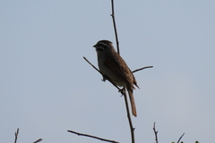 Emberiza capensis capensis