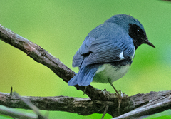 Setophaga caerulescens