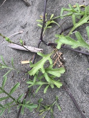 Cakile maritima