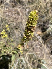 Stachys recta