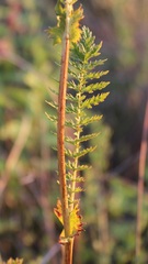 Filipendula vulgaris