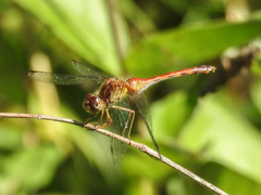 Sympetrum vicinum