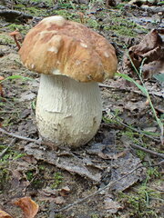Boletus