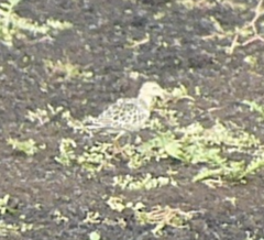 Calidris subruficollis