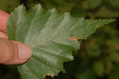 Stigmella betulicola