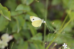 Pieris mannii alpigena