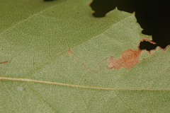 Stigmella betulicola