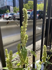 Amaranthus