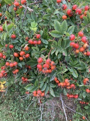 Rosa palustris
