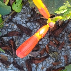 Campsis