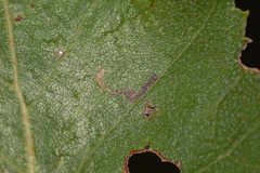Bucculatrix coronatella