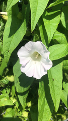 Calystegia sepium