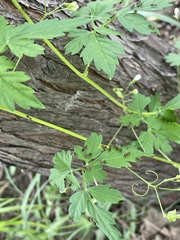 Crematogaster laeviuscula