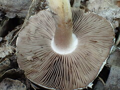 Agaricus semotus