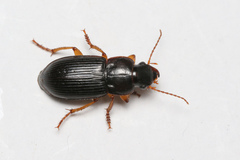 Harpalus laevipes