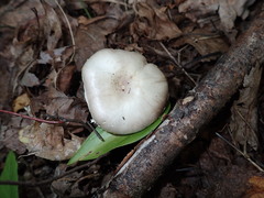 Agaricus semotus