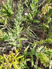 Symphyotrichum oolentangiense