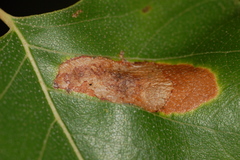 Profenusa thomsoni