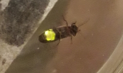 Photinus signaticollis