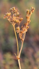 Filipendula vulgaris