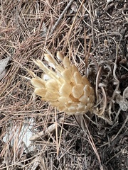 Leuzea conifera