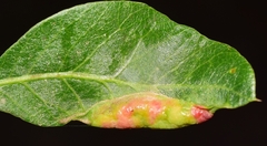 Forda marginata