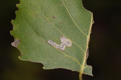 Stigmella populetorum