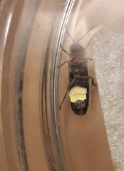 Photinus signaticollis