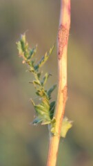 Filipendula vulgaris
