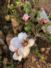 Adenandra