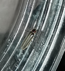 Photinus signaticollis