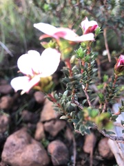 Adenandra