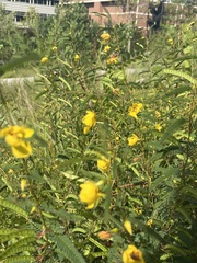 Chamaecrista