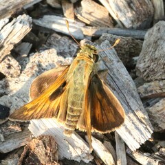 Atalopedes campestris