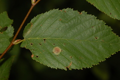 Cameraria betulivora