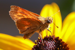 Ochlodes sylvanoides