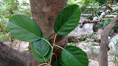 Coussapoa oligocephala