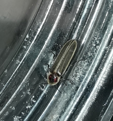 Photinus signaticollis
