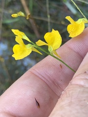 Utricularia gibba